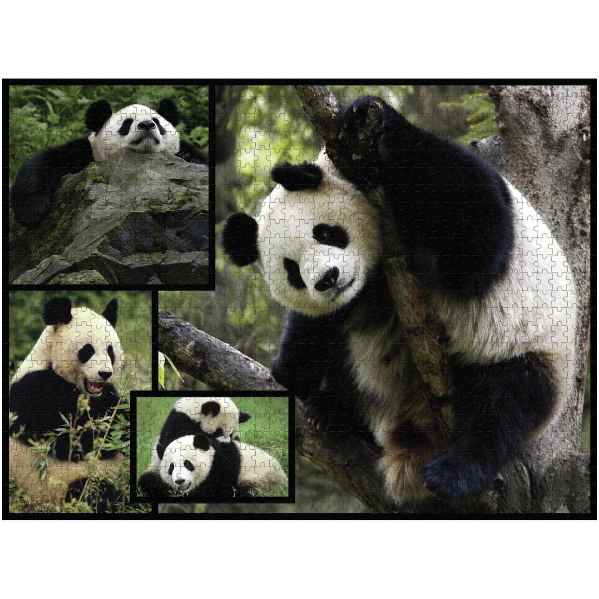 Ulmer Puzzleschmiede – Panda in the Bamboo Forest Puzzle – Wild Romantic  1000 Piece Puzzle with Animal Motif – The Rare Panda Bear in His Home in  China – Animals & Nature